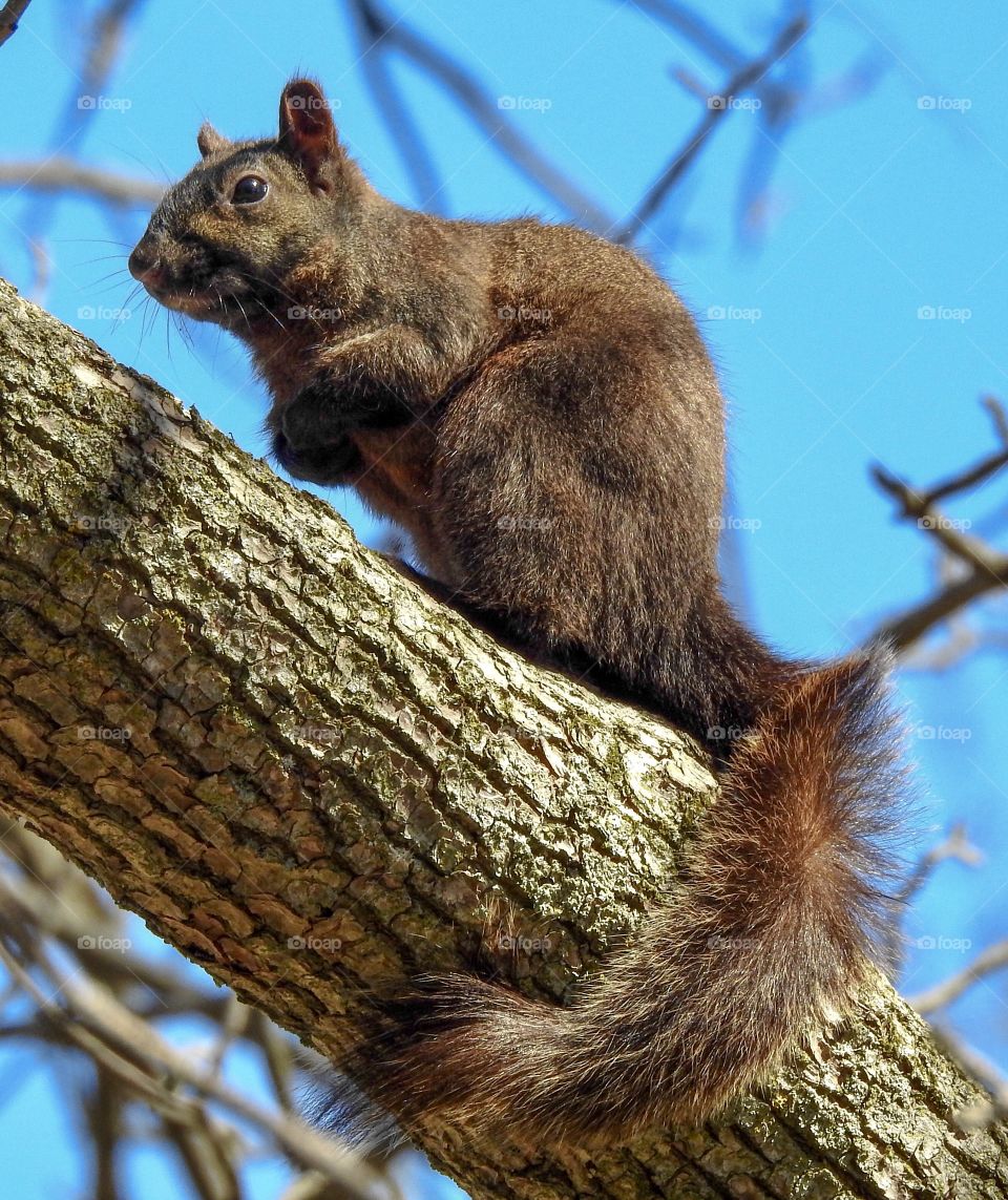 Squirrel in a tree