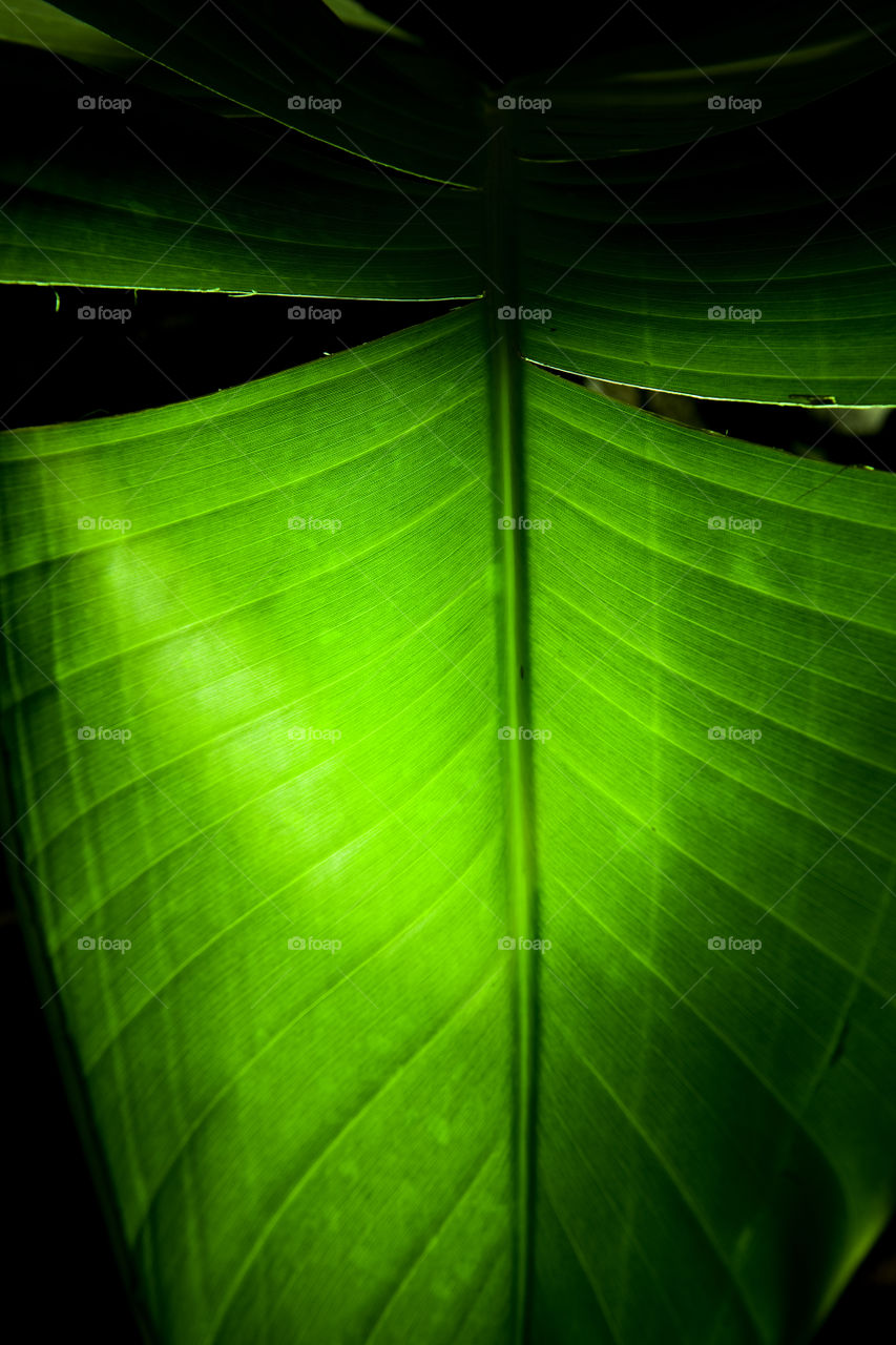 Illuminated Banana leaves on the Canary Islands.