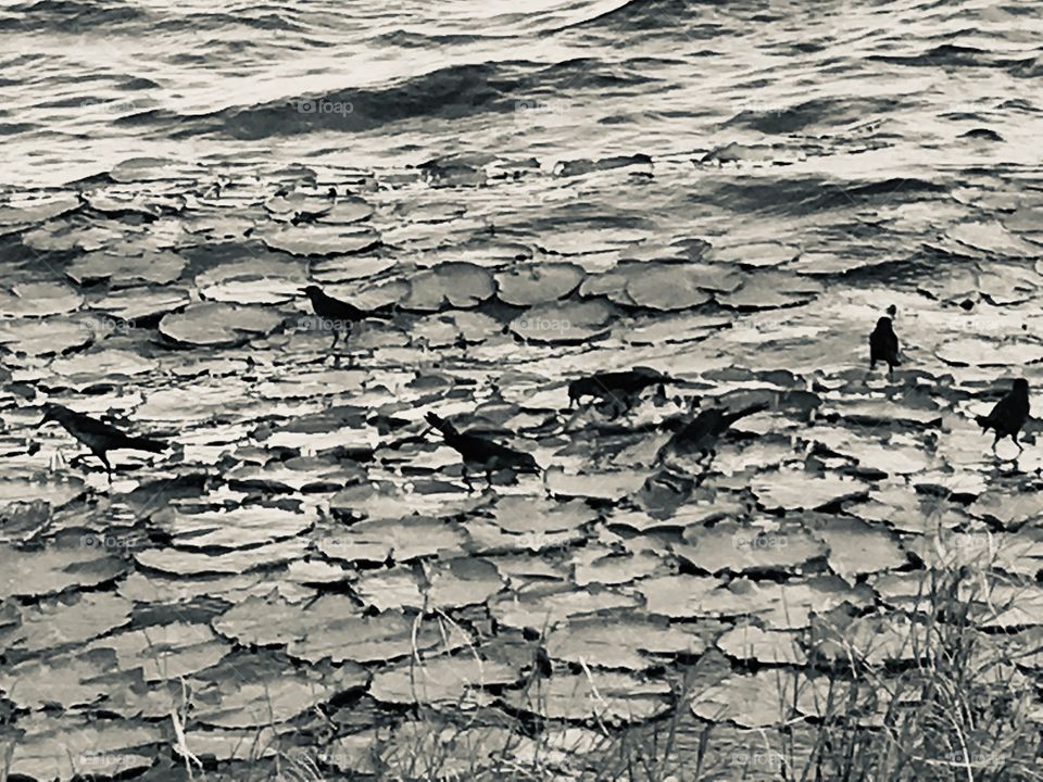 Birds walking on lily pads