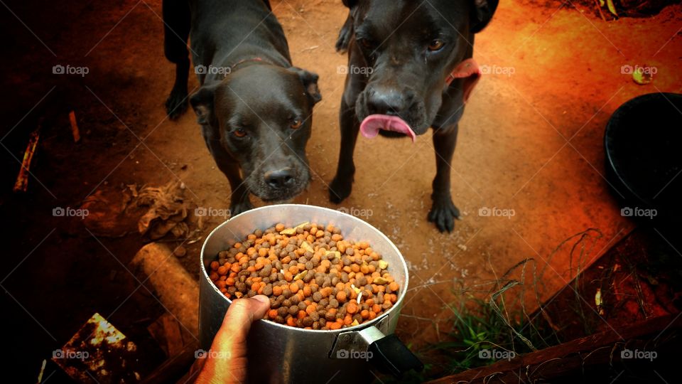 Ração para os cachorros.