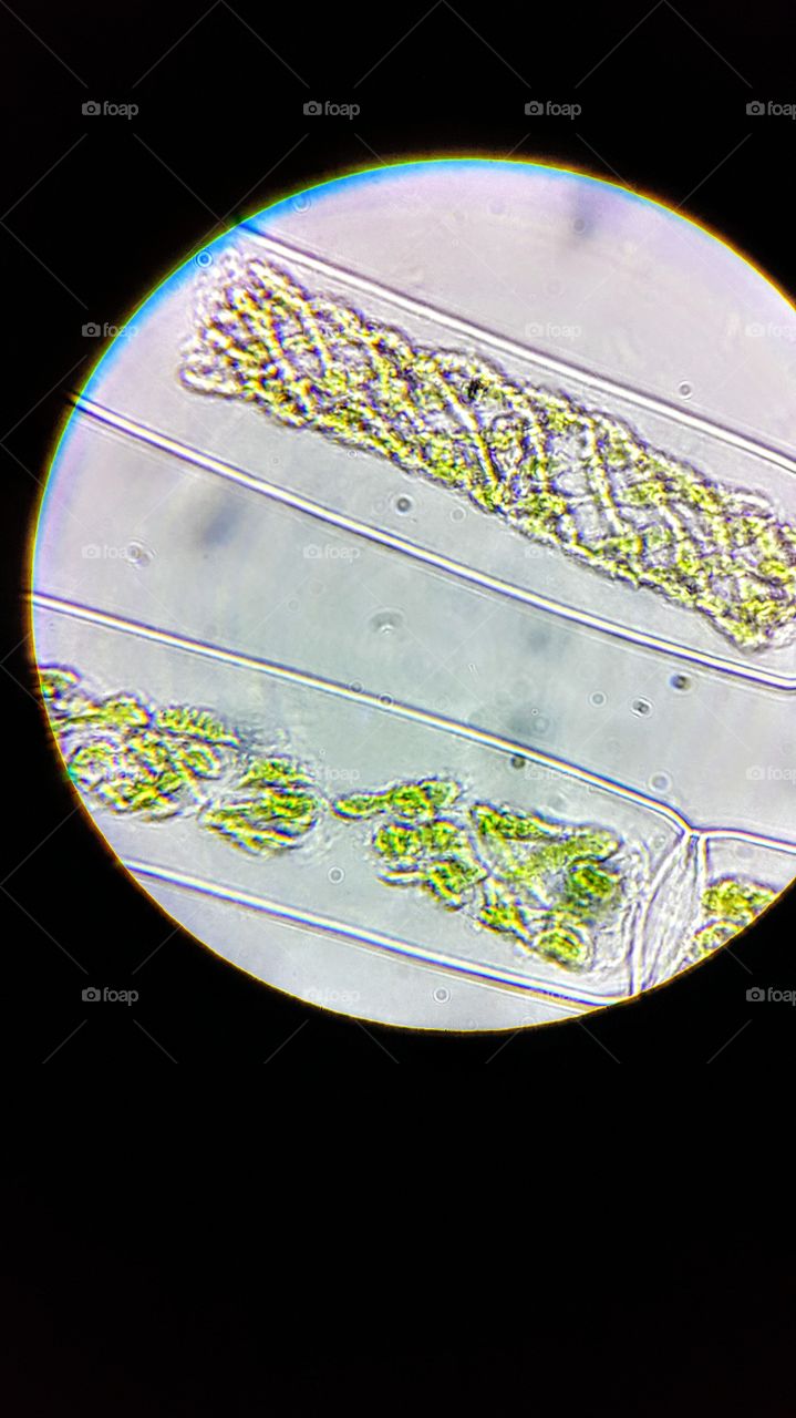 spirogyra sp. 1000x magnification.
spiro, also called pond silk, is a common fillamentous algae in frshwater ecosystems around the world.