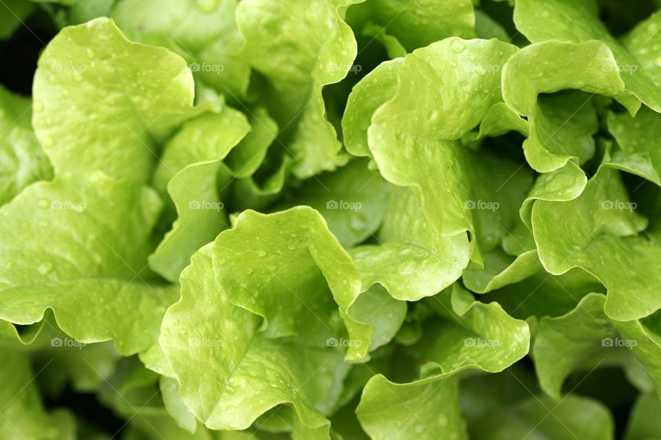 Fresh green lettuce leaves, top view