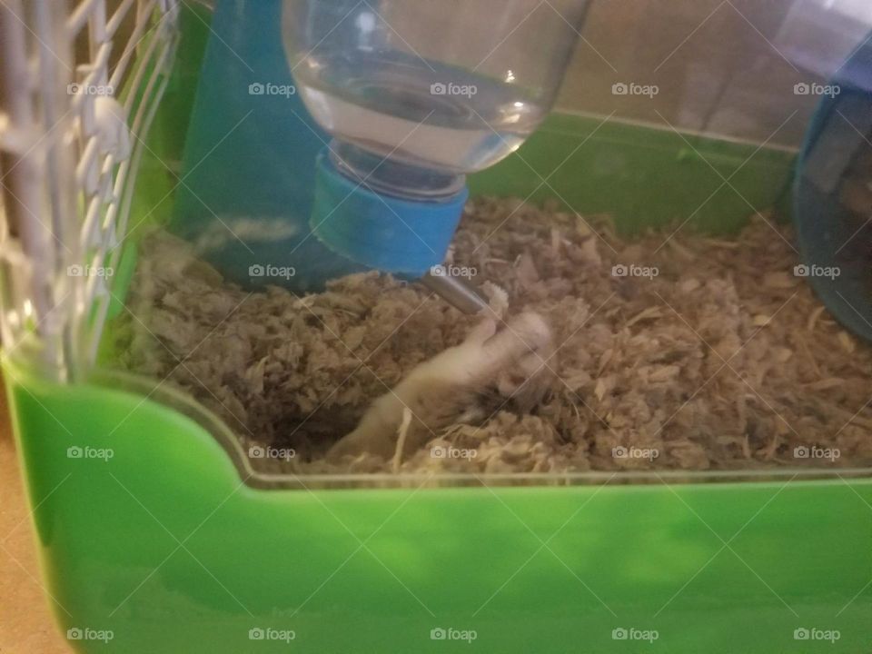 Hamster drinking water on her back