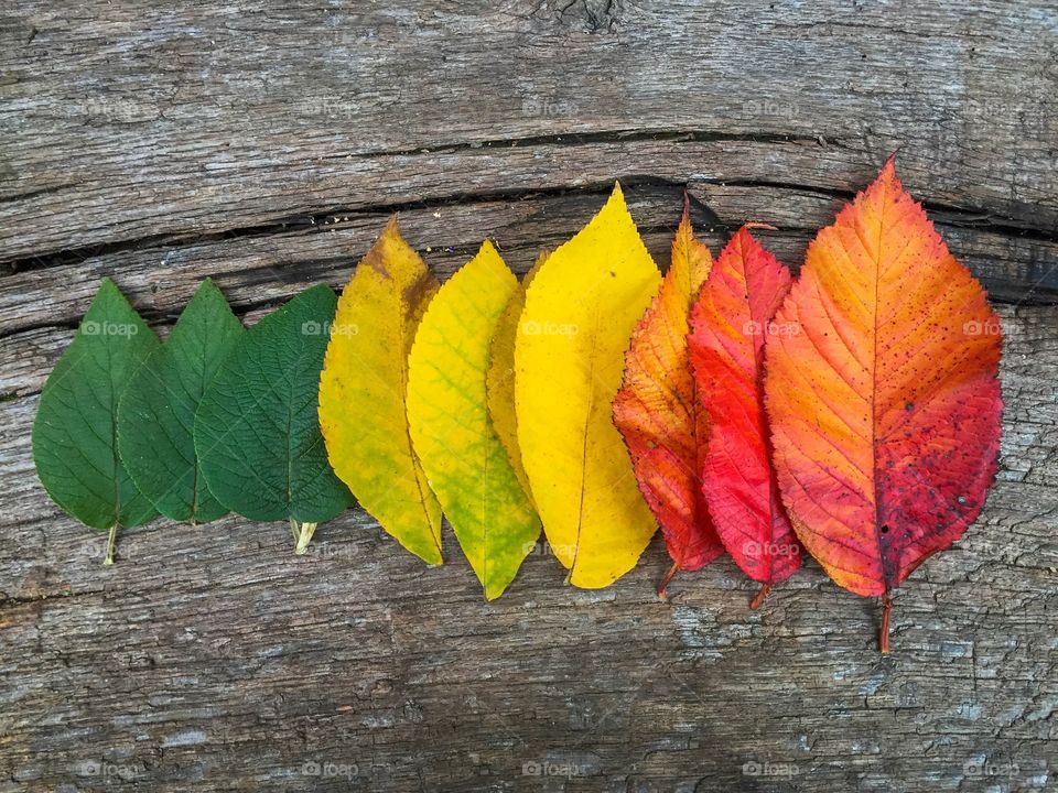 yellow leaves 