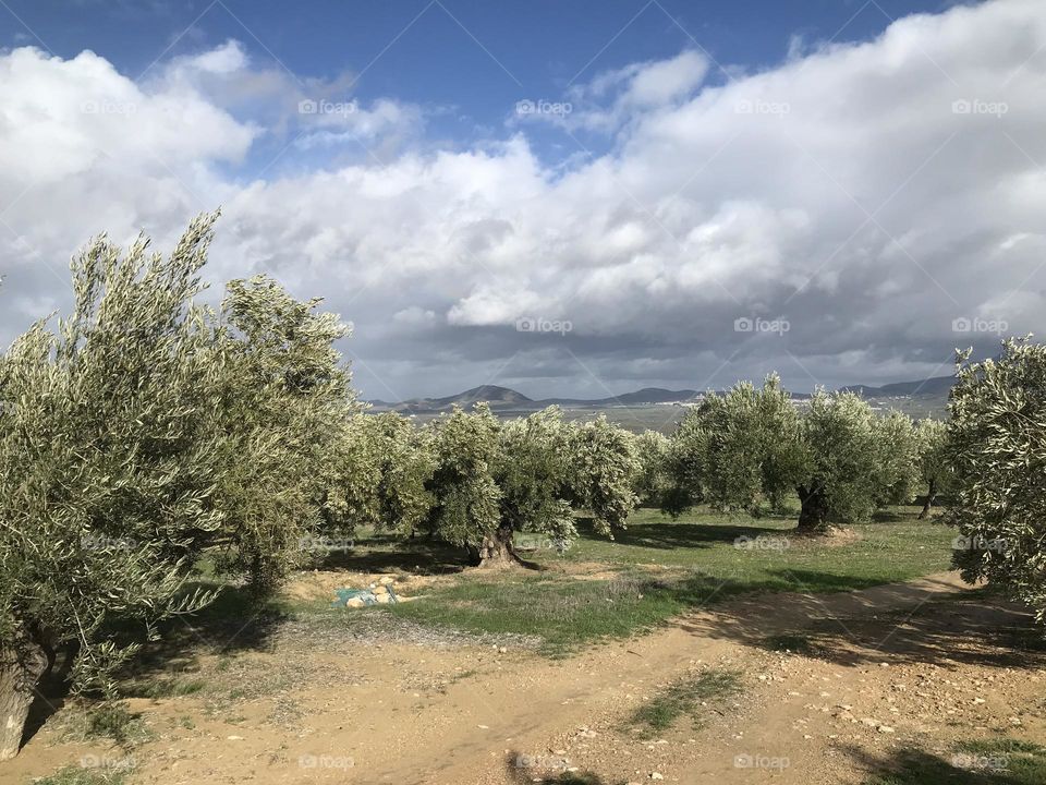 Campo olivos subbetica 