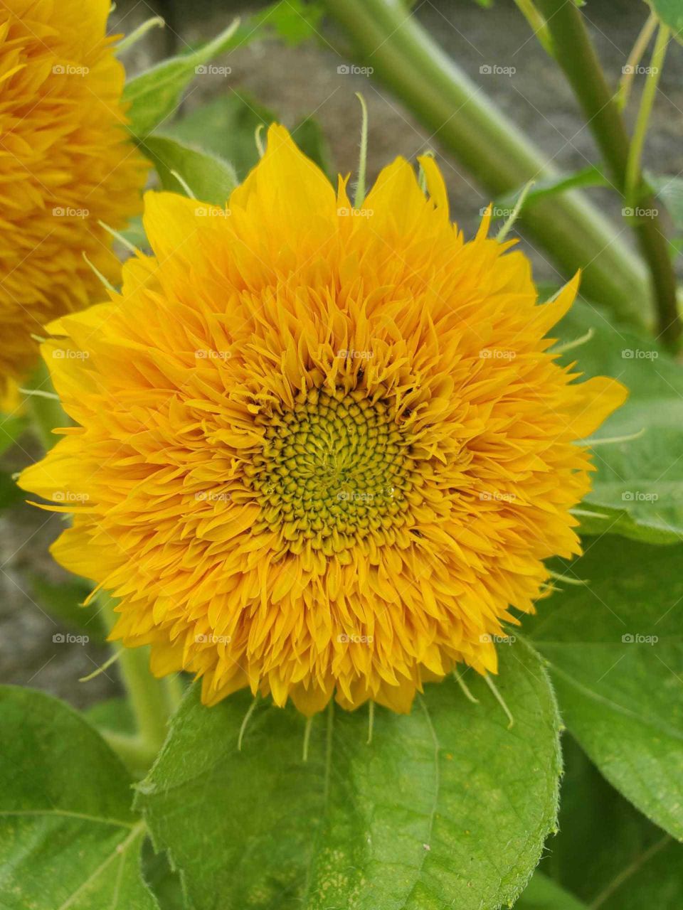 sunflower