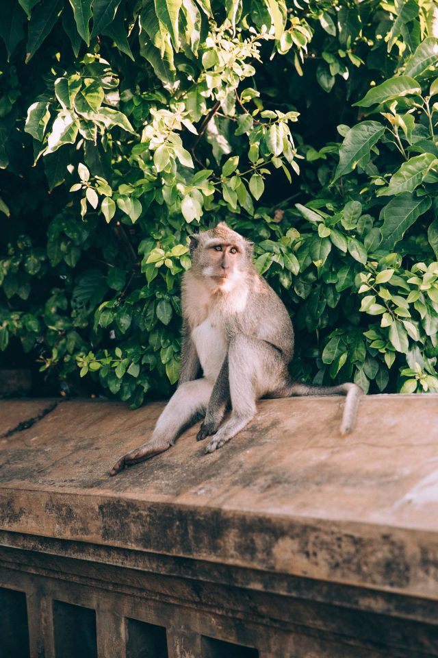 Monkey Sitting On Stone Fence