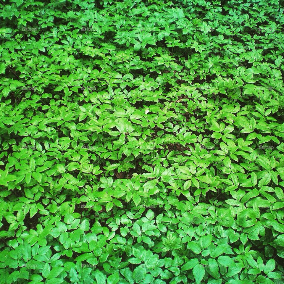 Green leaves