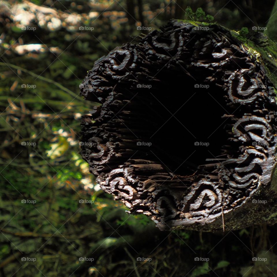 Split tree, Whangarei, NZ
