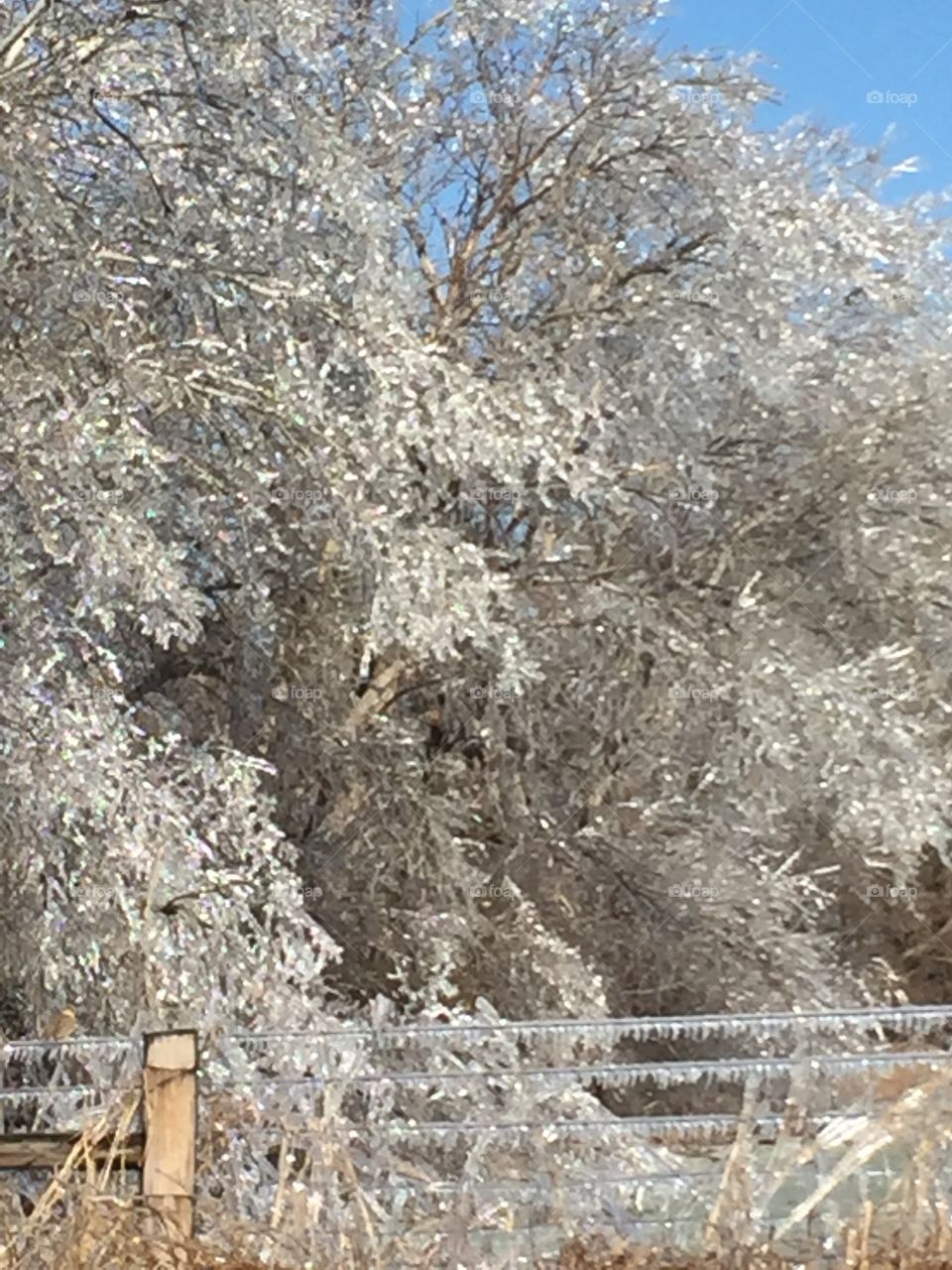 Icy trees