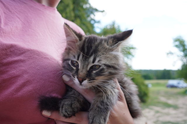 Tiny furball