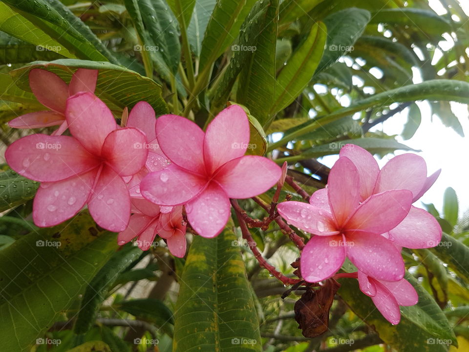 Beautiful wild tropical pink petal Plumeria flowers on tree with lush green leaves, with blue and white sky and palm trees behind