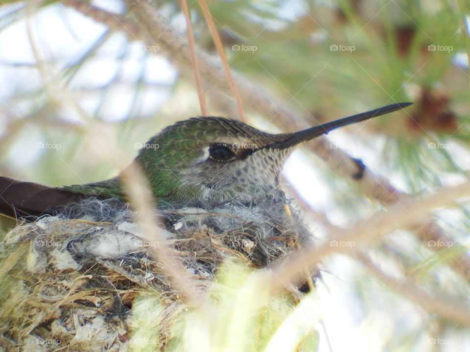 Hummingbird nesting in evergreen tree.