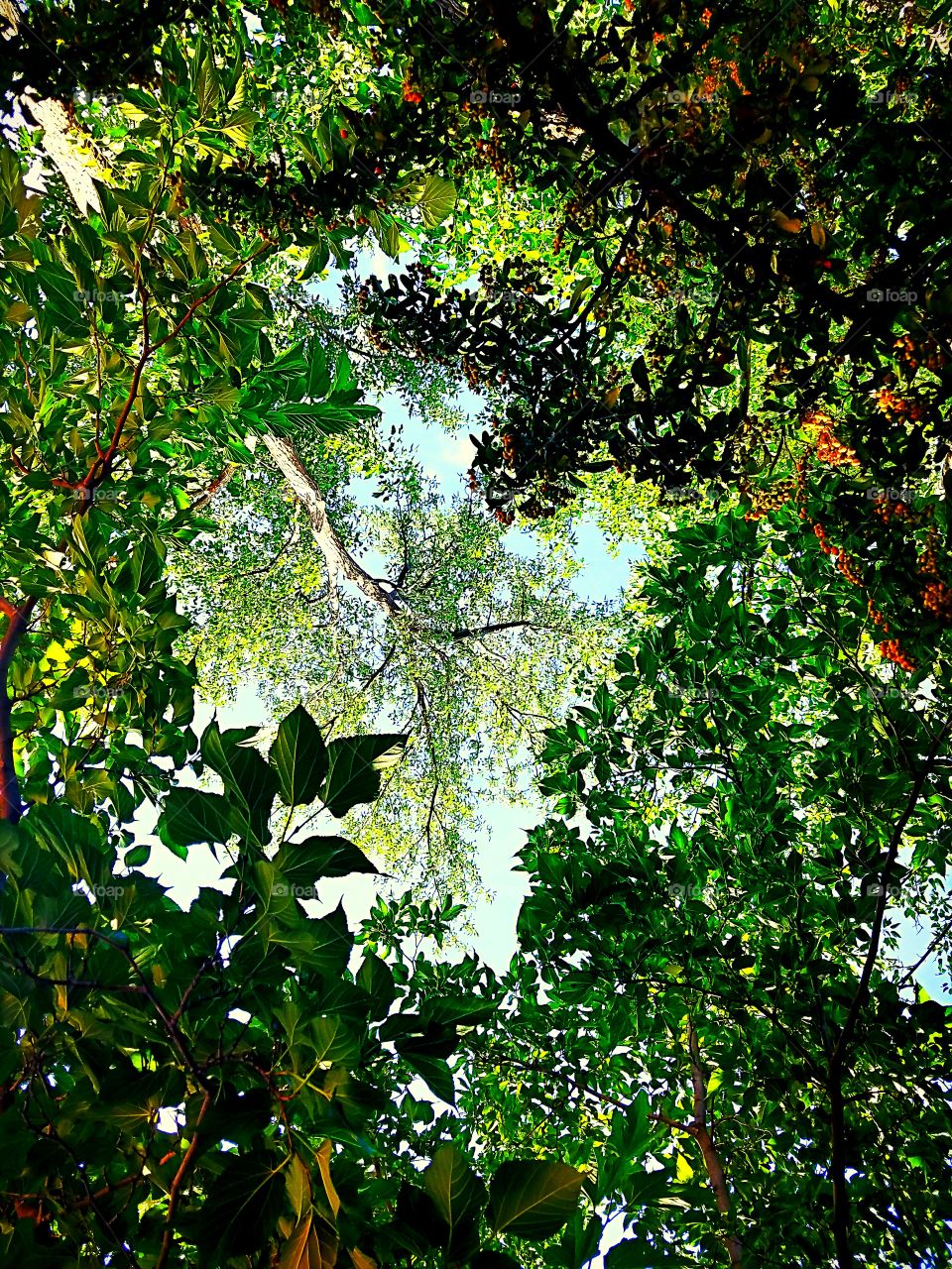 Canopy of  Leaves