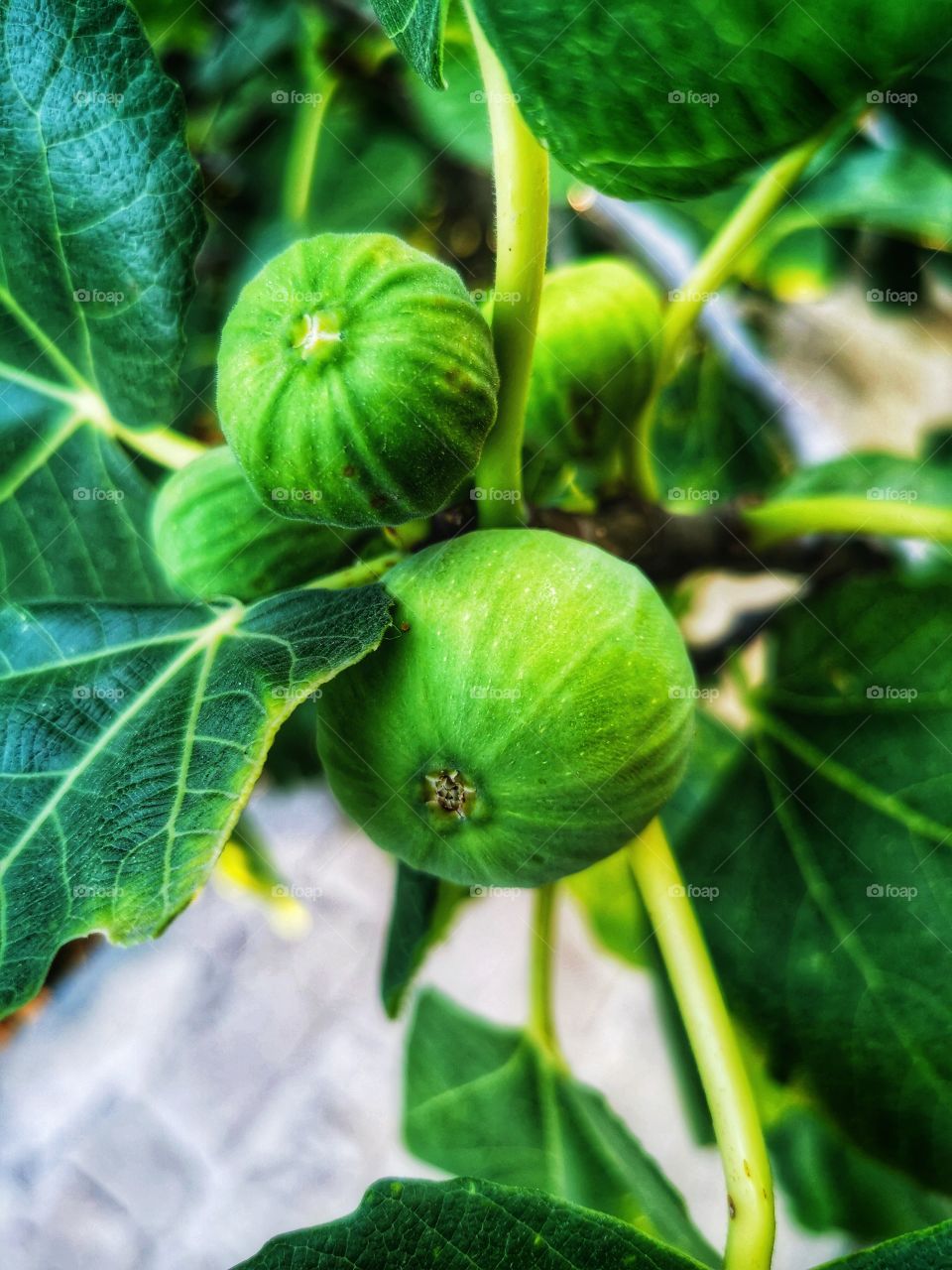 Plants green day forest