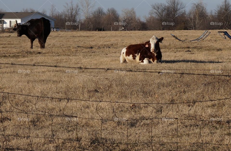 Cow in pasture