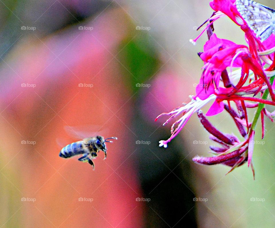 bee pollinating at flower in a garden
