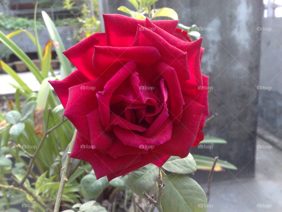 Red Rose -Symbol of love