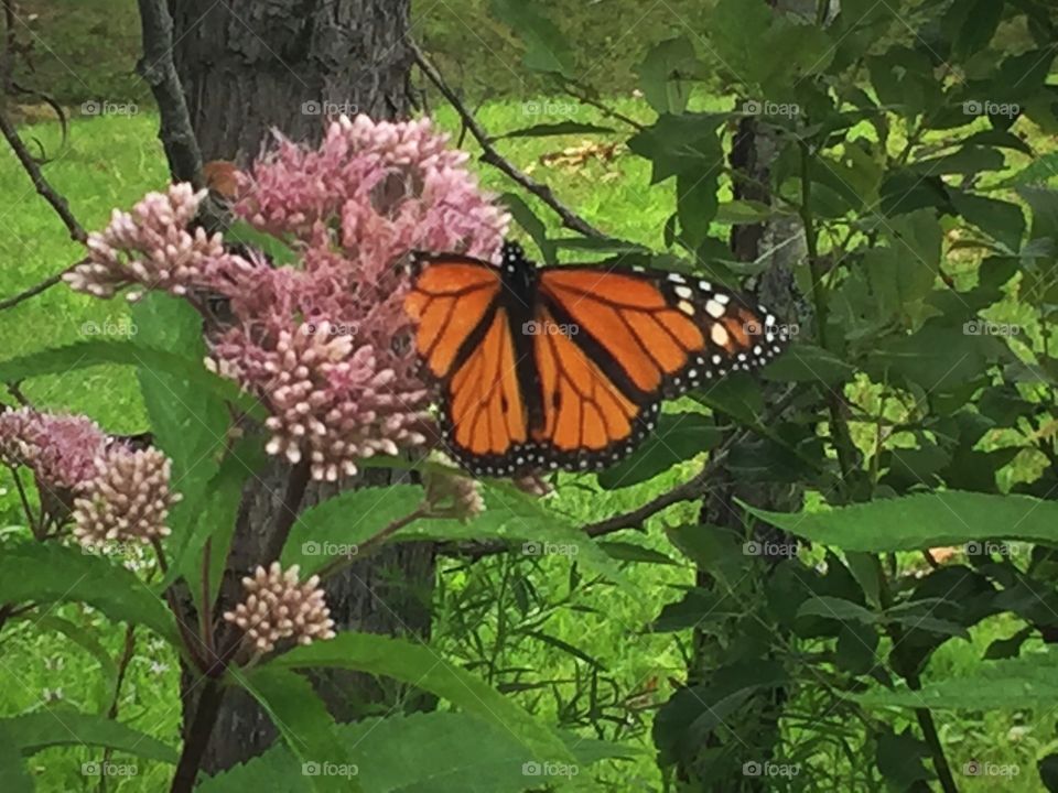 Monarch on pink flowers 