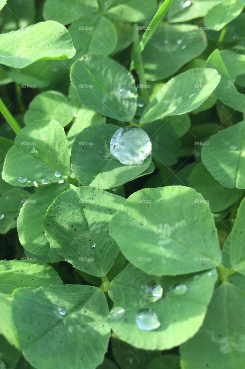 Clovers with rain drops