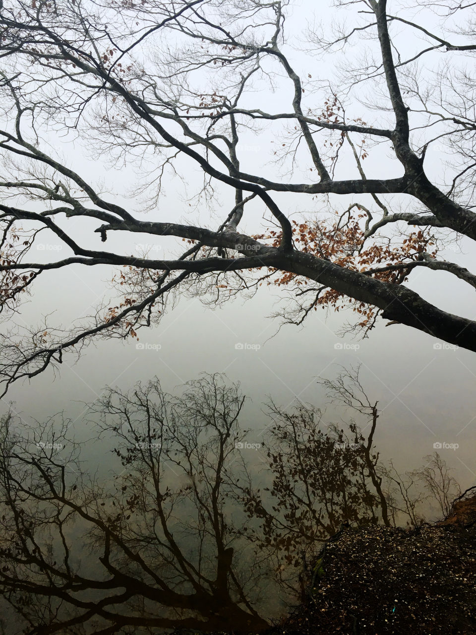 Mirror reflections of tree branches with a few sparse golden leaves on the placid surface of the water at a lake in North Carolina on a foggy morning during winter 