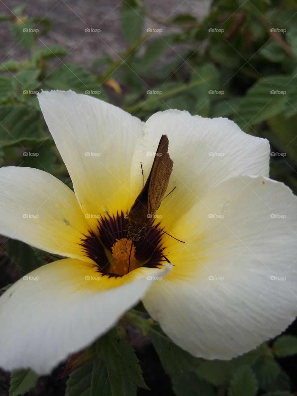 Exotic moth sucking nectar from a flower.