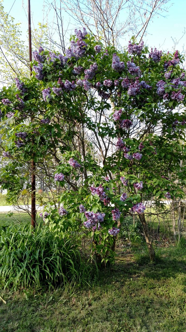 Lilacs In Bloom