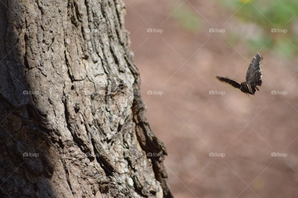 Butterfly in Flight