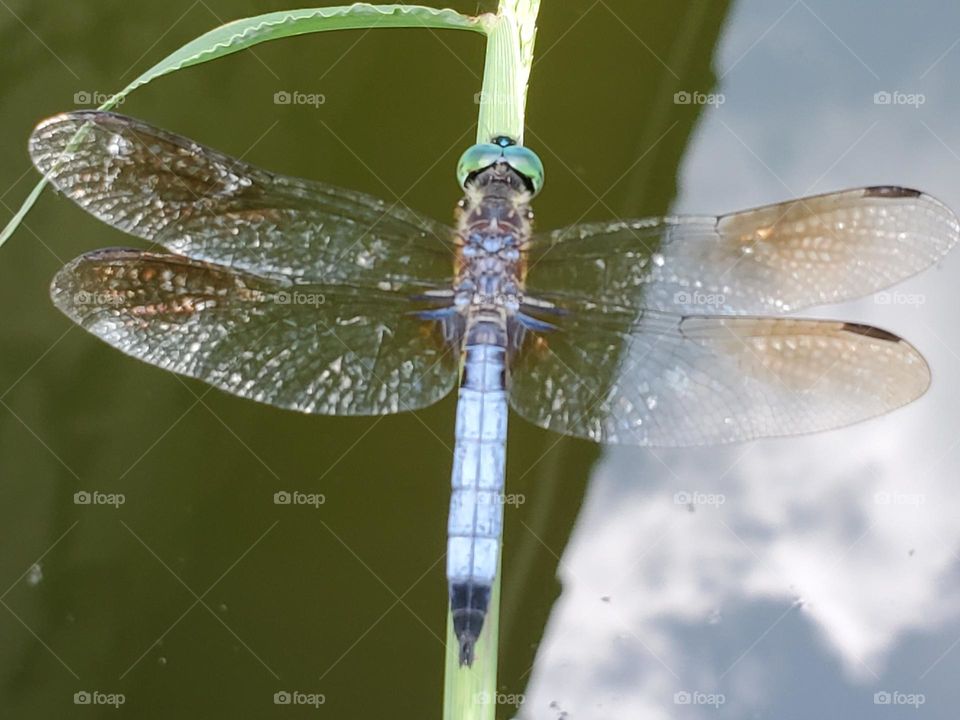 Dragonfly high-anfle on plant