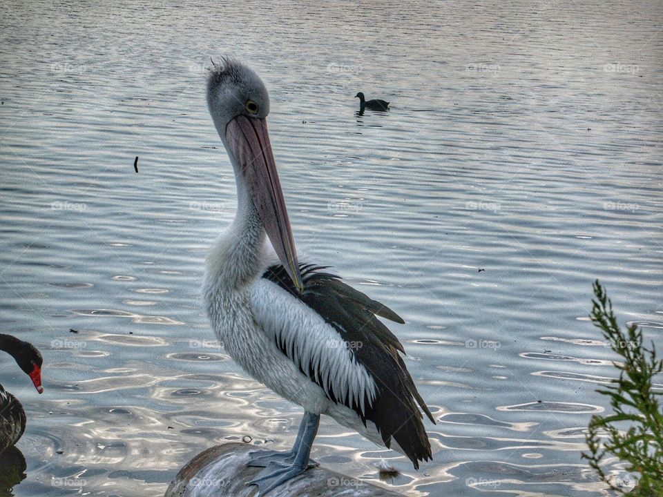 Posing pelican