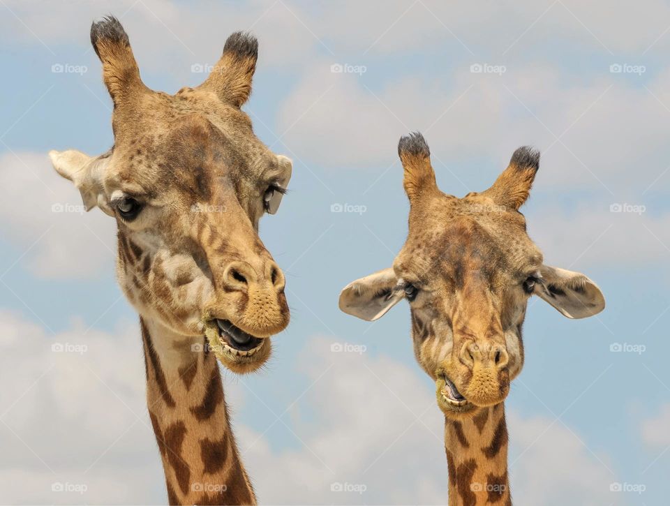 Two beautiful Giraffes. All proceeds go towards the conservation of endangered species.