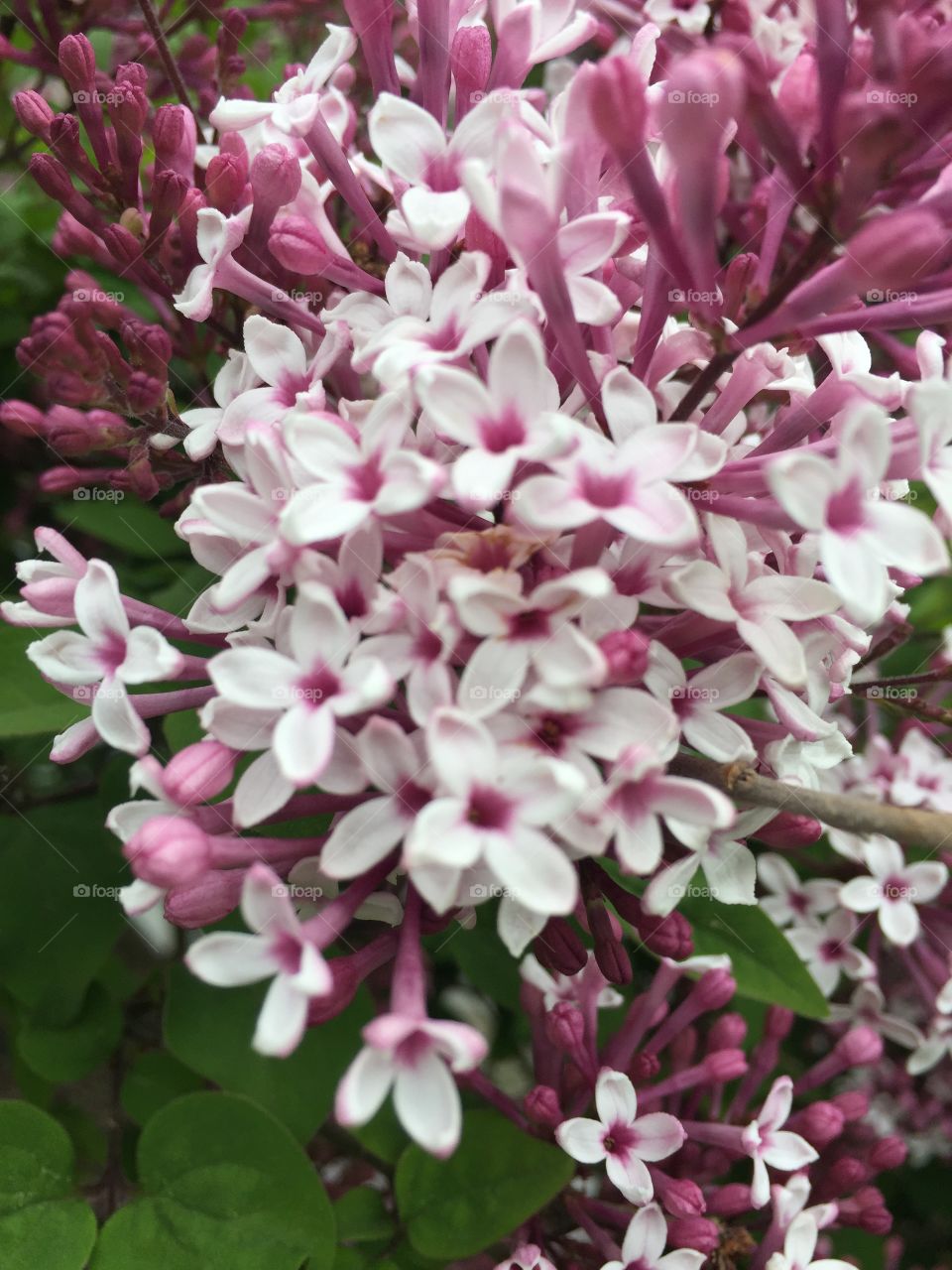 Lilacs in bloom
Rochester NY