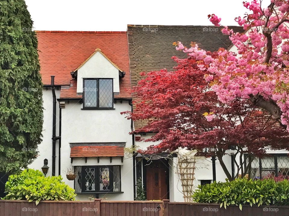Pink cherry blossom tree in front of a house in London, UK
