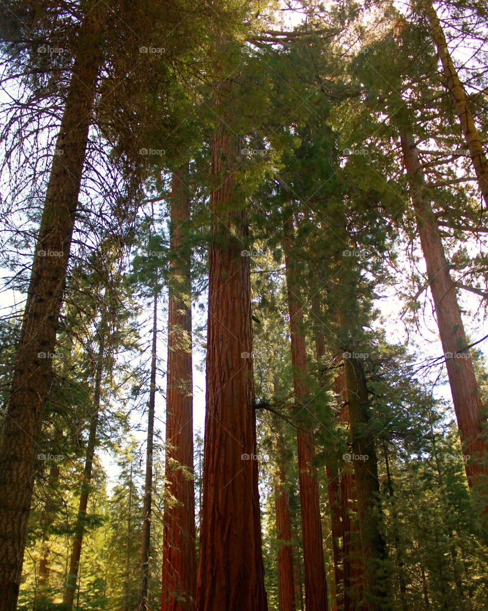 Forest of Giants 