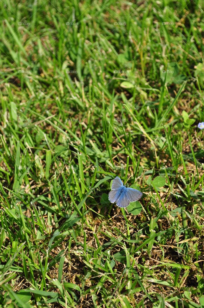 Little blue butterfly resting on green grass, spring meadow 