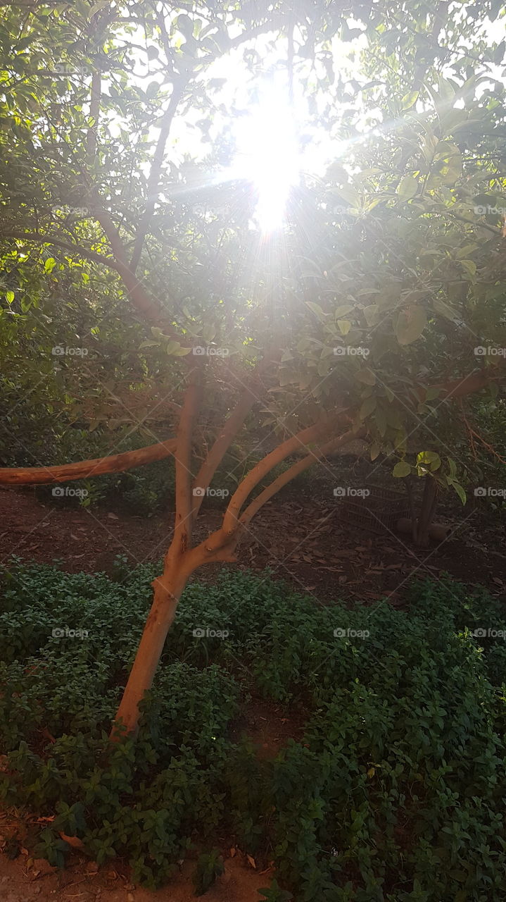 sun through tree