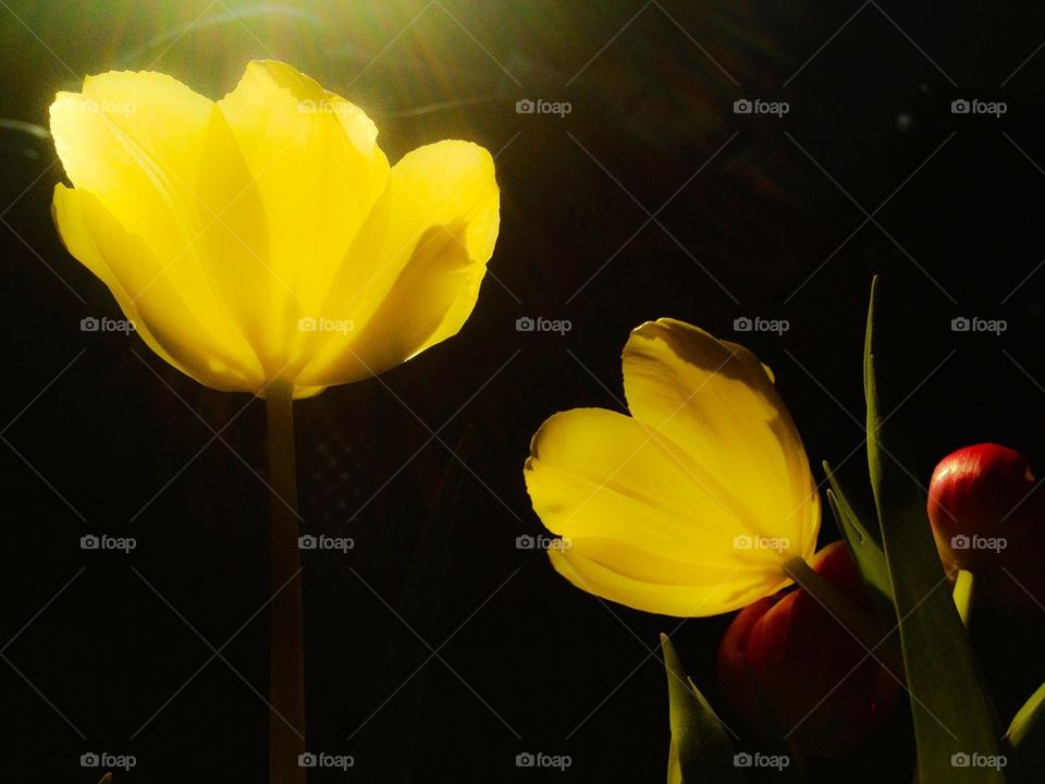 Yellow tulips