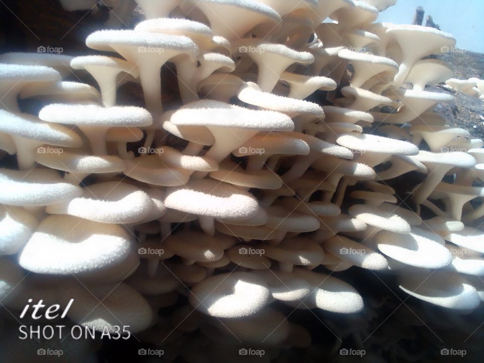 mushrooms Sprint out on a tree