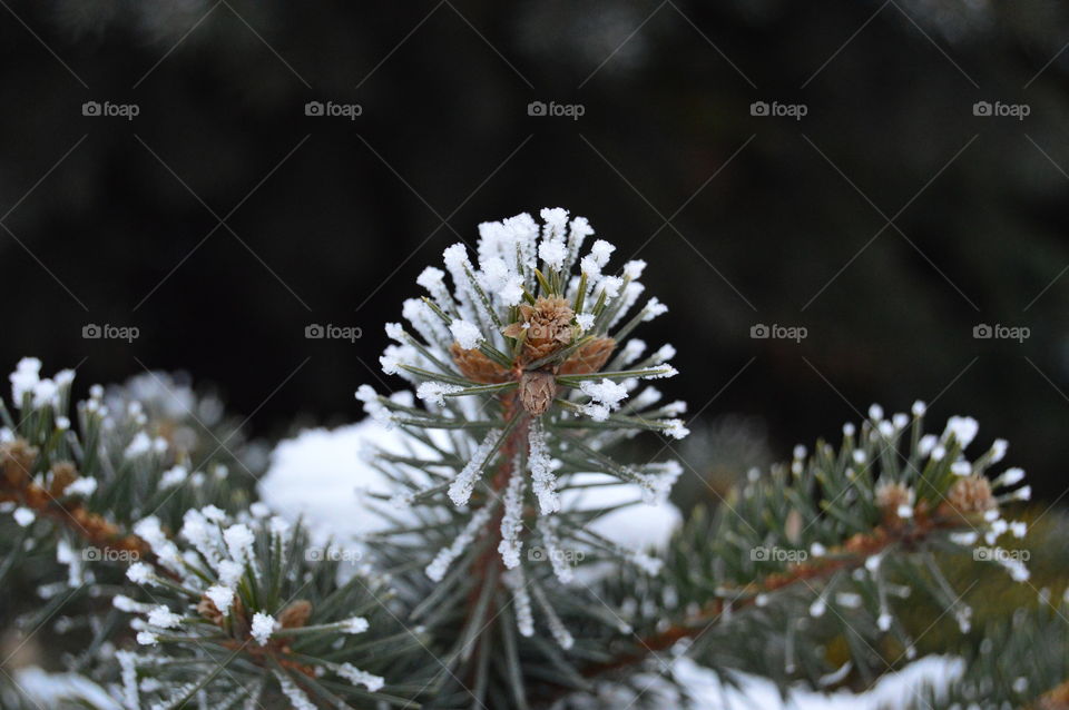 Spruce, tree, snow, needles, winter,