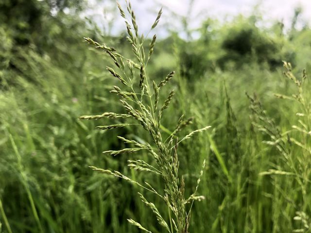 HD Grass CloseUp Shot for Nature Lovers | Green Forest Photo