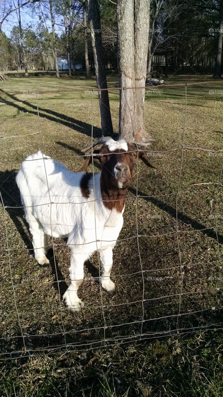 Fenced-In Goat