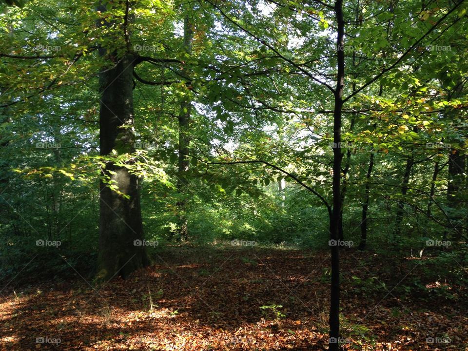Forest, autumn, leaf, green, yellow, orange