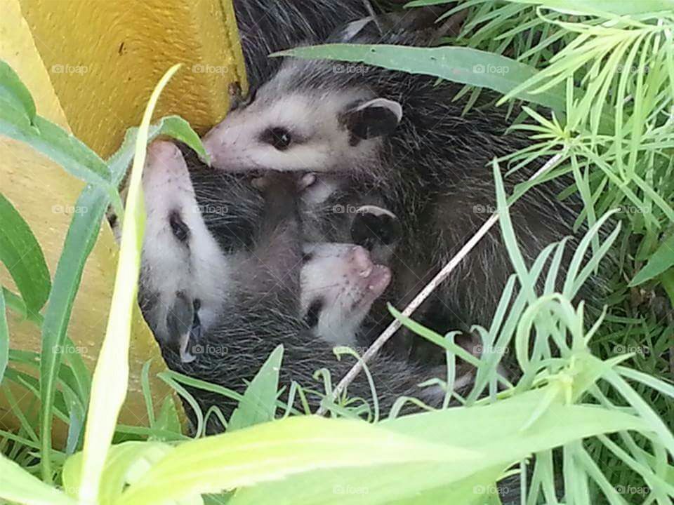 possum babies