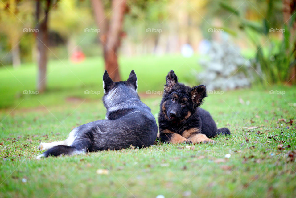 husky puppy and german shepers puppy relaxing in the garden together feeling lazy