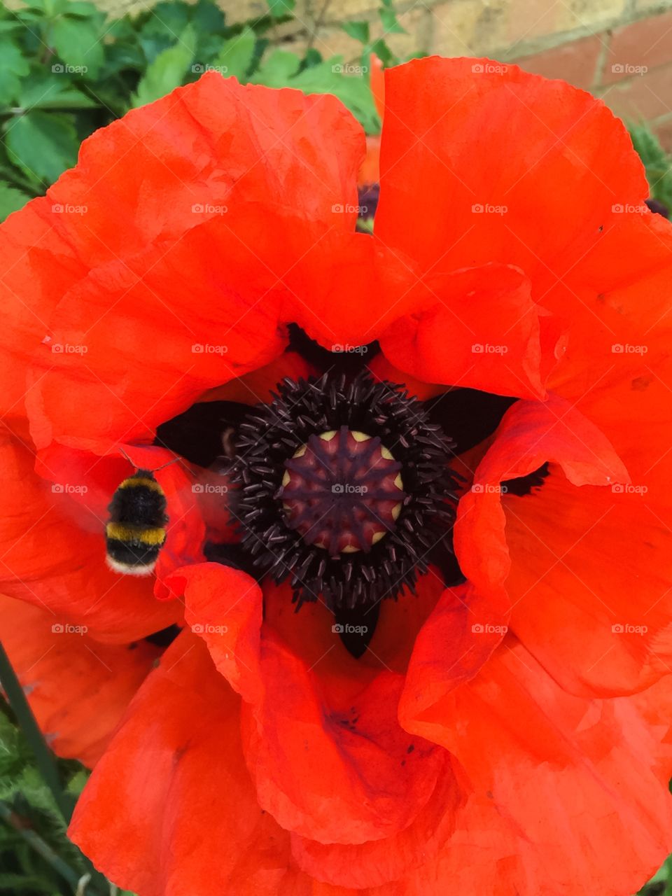 A bee approaching and debating whether to land on the stamen of a large-sized red poppy.