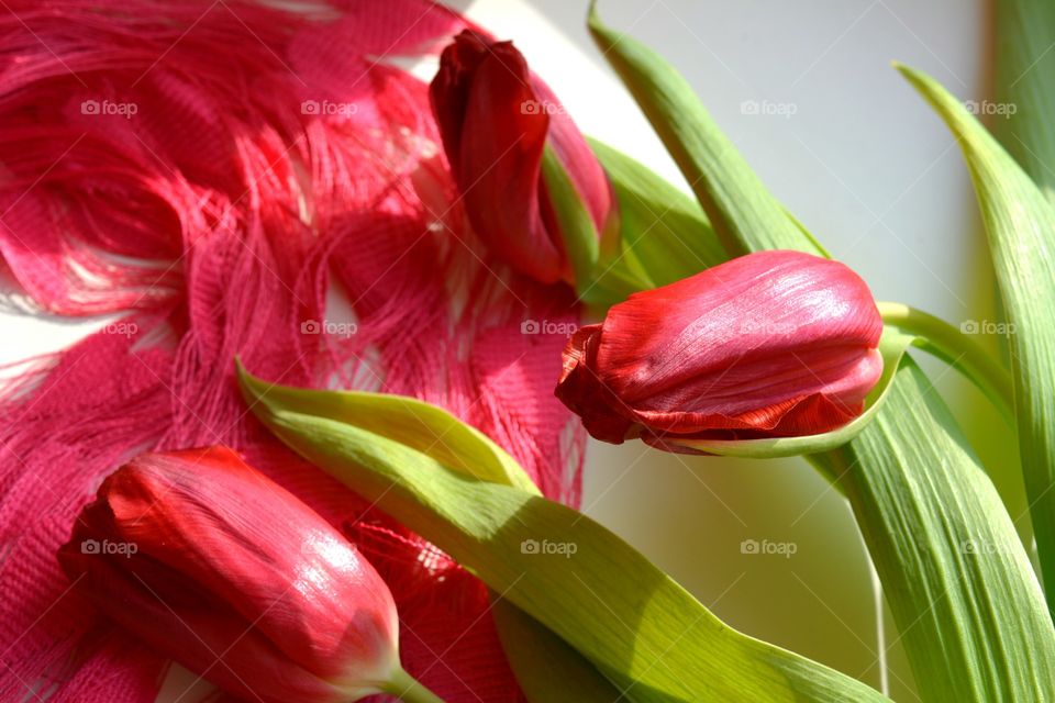 Flower, Nature, Tulip, No Person, Flora