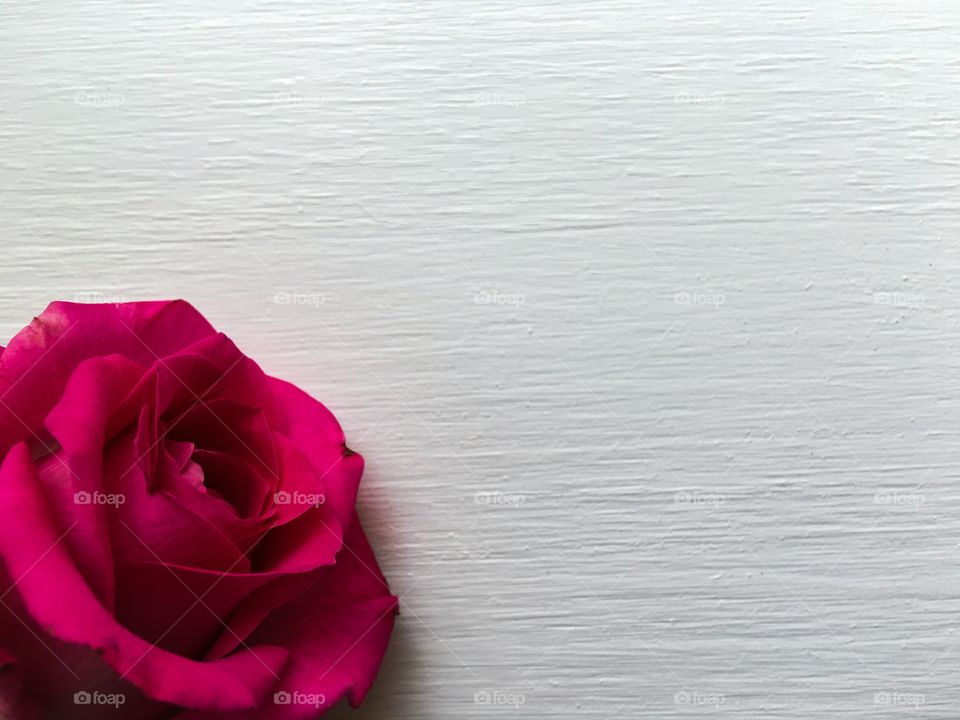 white wooden horizontal background and pink rose bud in the corner