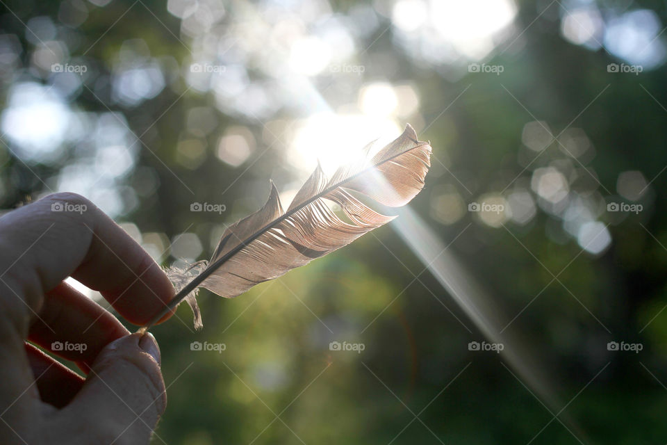 Woman hand holding feather