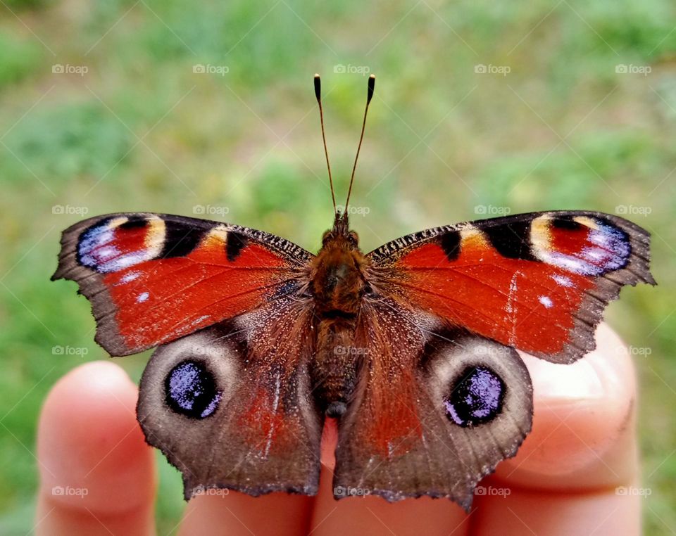 A wonderful butterfly 📷💚🦋