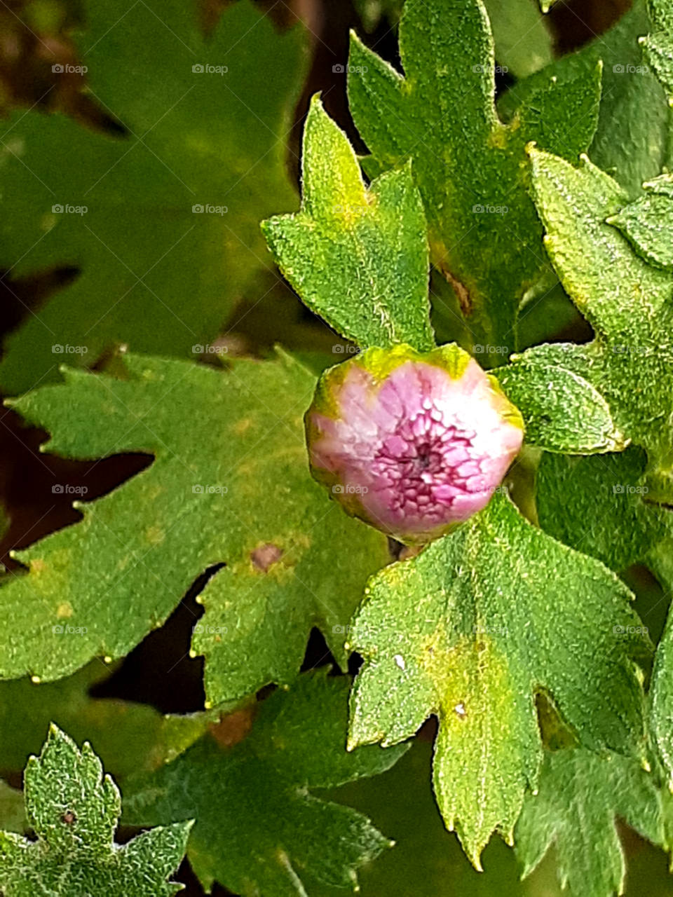 portrait of a flower